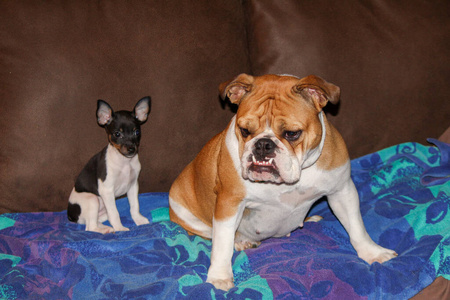 英语斗牛梗老鼠梗和斗牛犬坐在沙发上照片