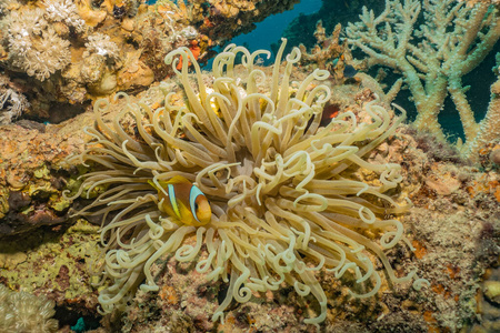 沙特 浮潜 海的 潜水员 埃及 生活 生态系统 海洋 潜水