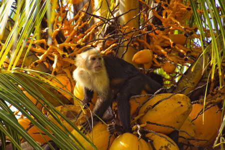 哥斯达黎加 哺乳动物 动物 自然 猴子 椰子 卷尾猴 野生动物