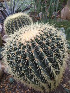 沙漠仙人掌植物园绿色组团