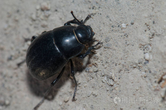 努布洛乡村公园里的甲虫黑格特科斯蒂本尼斯