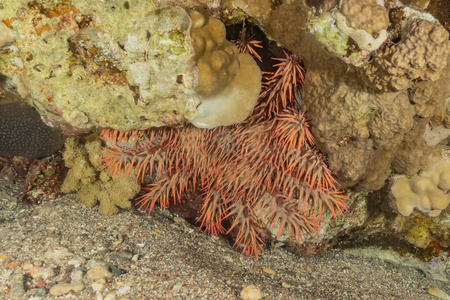种类 生态系统 海景 颜色 特写镜头 暗礁 海胆 水肺 美丽的