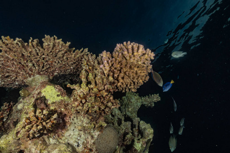 海的 生态系统 颜色 埃拉特 以色列 系统 浮潜 珊瑚 动物