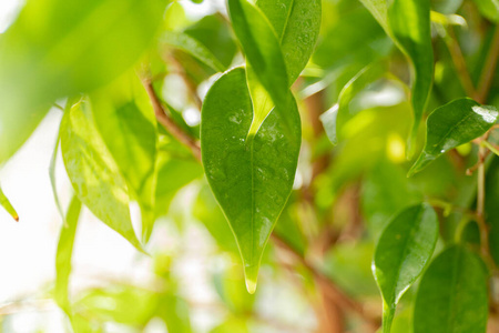 环境 植物 生长 纹理 郁郁葱葱 夏天 墙纸 春天 公园