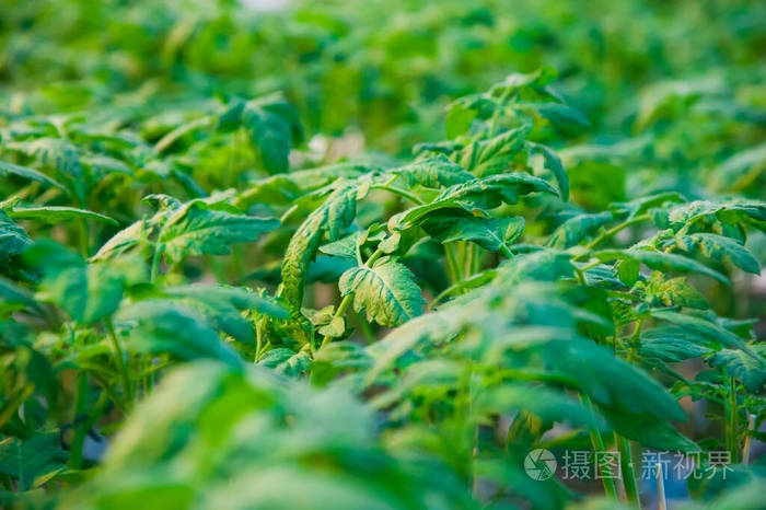 西红柿 番茄 生产 园艺 农场 植物 自然 食物 农业 温室