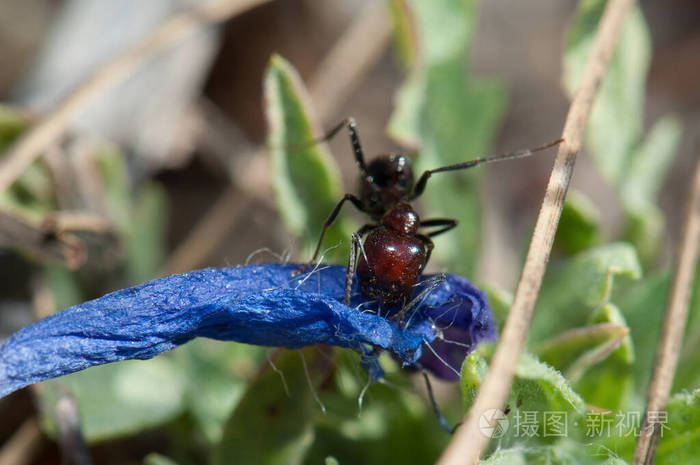 带着紫色毒蛇花的蚂蚁
