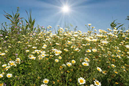 天空 夏天 花的 自然 黛西 草地 洋甘菊 草坪 生长 草本植物