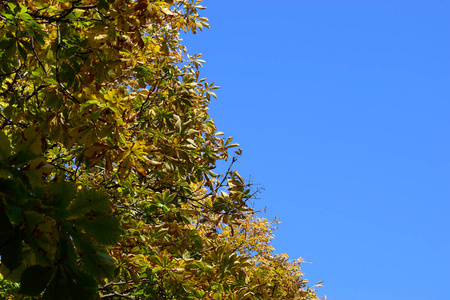 颜色 枫树 季节 风景 阳光 美女 森林 植物学 美丽的