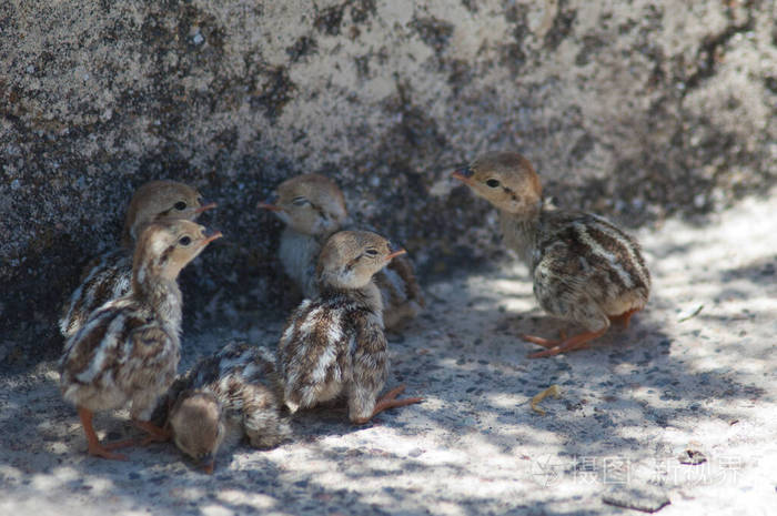 帕乔纳勒斯克鲁兹红腿鹧鸪的雏鸟