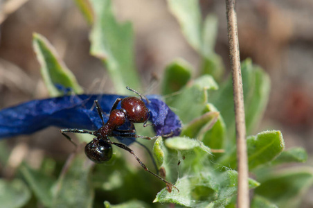 带着紫色毒蛇花的蚂蚁.照片