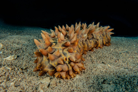 在下面 水下 生态系统 自然 海的 深的 伟大的 黄瓜 珊瑚
