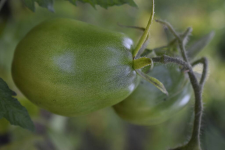 生态 分支 园艺 健康 农业 番茄 营养物 食物 栽培 植物