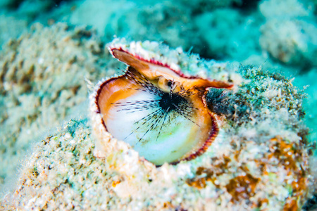 蛤蜊 海底 水肺 自然 旅行 美丽的 深的 巨人 潜水员