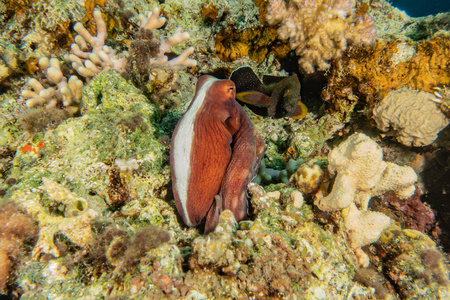 加勒比 夏威夷 珊瑚 野生动物 泰国 自然 旅行 颜色 梦想