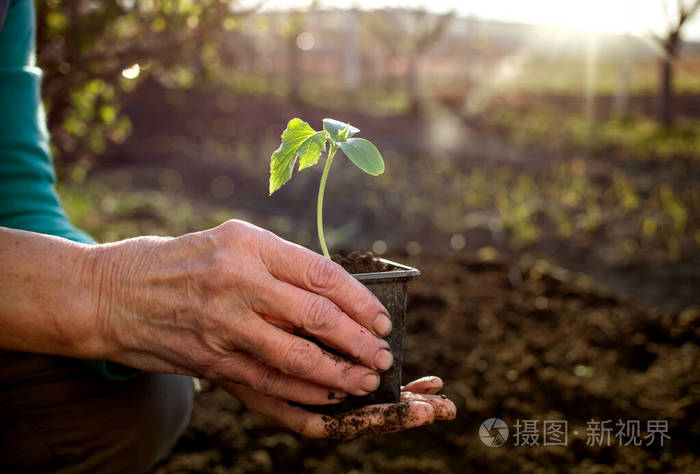 农民 地面 幼苗 夏天 地球 环境 农场 生态学 发芽 花园