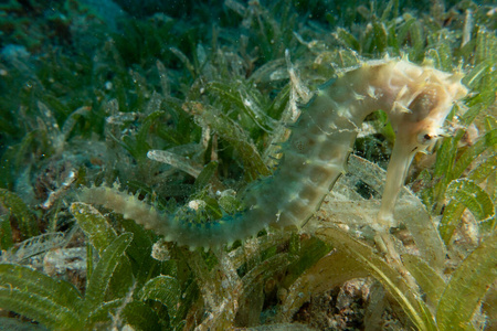 生活 季节 珊瑚 落下 水族馆 假期 秋天 菲律宾 海的