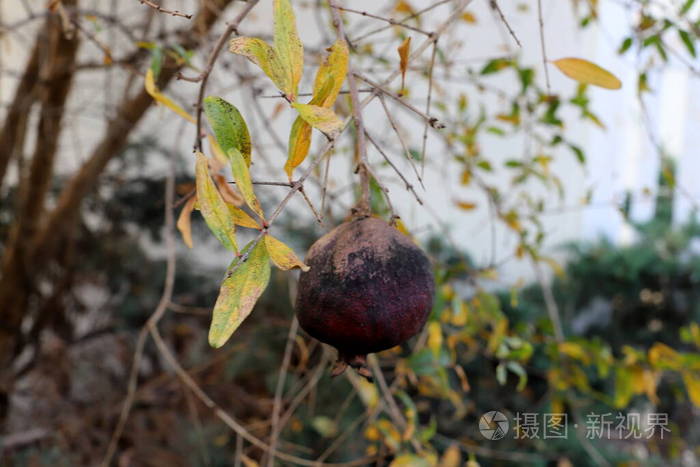 夏天 自然 水果 树叶 以色列 公园 季节 石榴 分支 城市