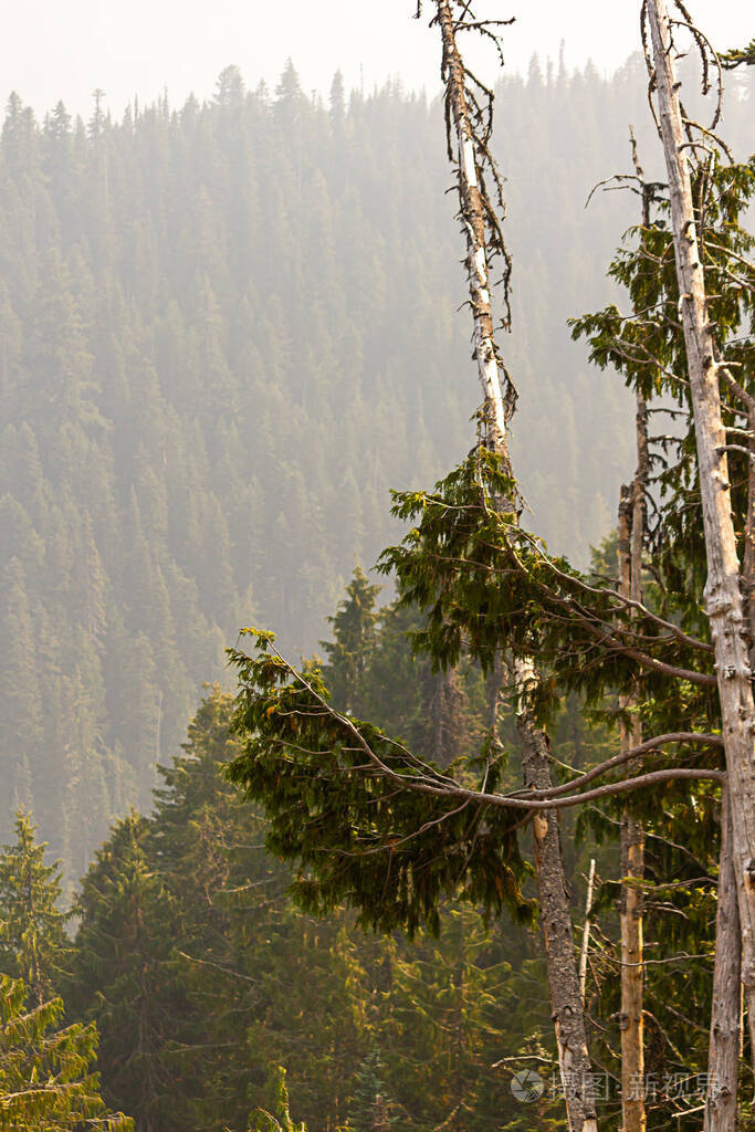 在华盛顿森林里树林和山腰一直延伸到远处