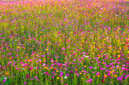 颜色 美女 领域 粉红色 花的 乡村 草地 宇宙 植物 开花