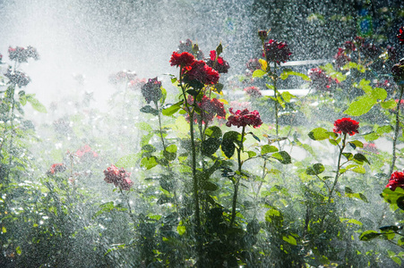 浇水 系统 公园 花园 玫瑰 夏天 植物 自然 洒水器 园艺