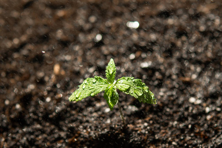 污垢 春天 药物 植物学 生活 花园 花的 农场 生长 草本植物