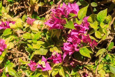 春天 紫色 植物区系 优雅 自然 植物学 纹理 美女 园林绿化