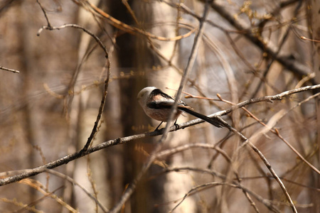 森林 鸟类学 动物 特写镜头 自然 山雀