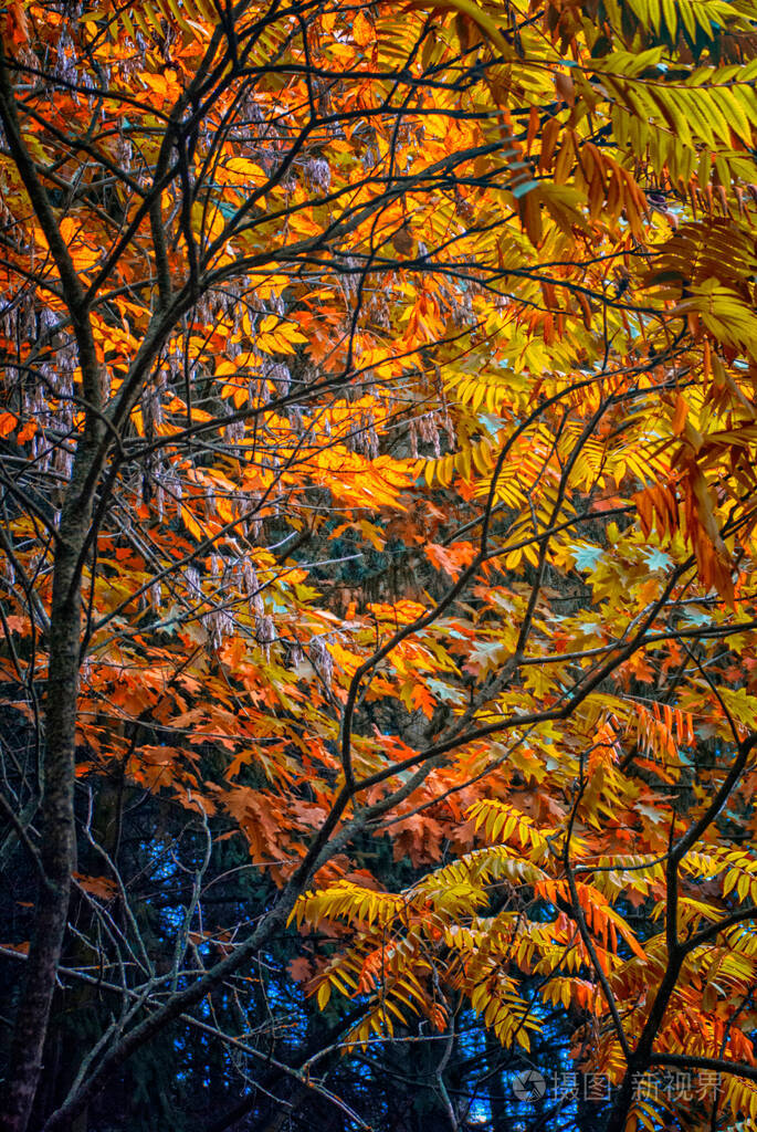 十一月 自然 季节 秋天 美女 外部 颜色 风景 植物 落下