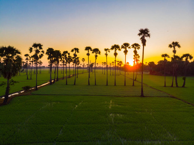 日落 阳光 稻谷 收获 农场 太阳 环境 亚洲 泰国 美丽的