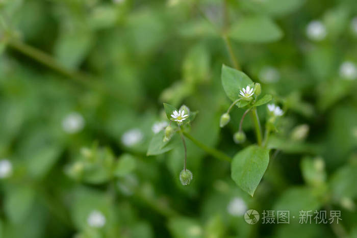 自然 星草 山楂 植物 花园 春天 植物学 青蒿