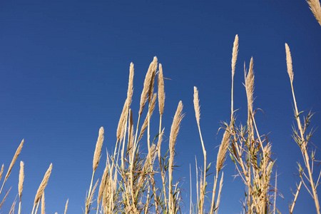 黑麦 季节 自然 作物 乡村 天气 生长 稻草 颜色 国家