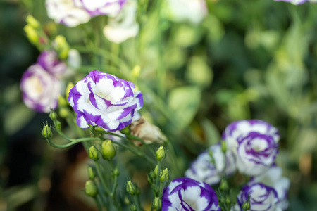 开花 报春花 制作 夏天 植物区系 植物 特写镜头 季节