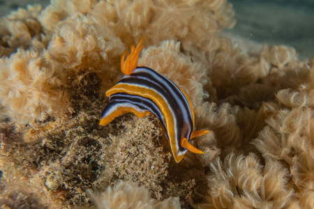 海洋鼻涕虫图片