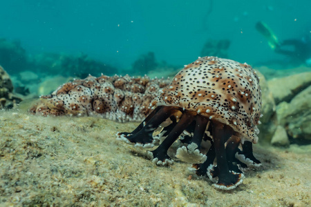 黄瓜 环境 水下 海的 野生动物 珊瑚 伟大的 潜水 浮潜