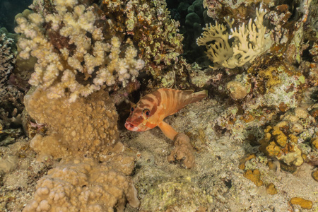 潜水 珊瑚 野生动物 海景 埃及 生活 颜色 水族馆 学校