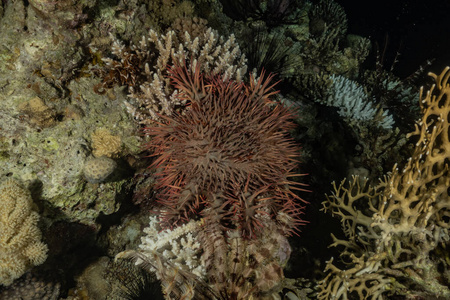 生活 美丽的 暗礁 风景 海景 珊瑚 水下 颜色 海胆 野生动物