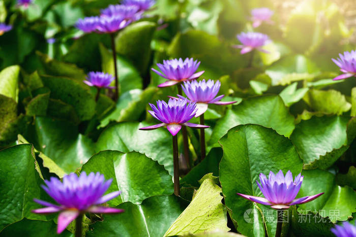 植物 花瓣 植物区系 静脉 和平 宗教 池塘 暹罗 花的