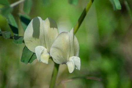 美丽的 植物区系 公园 花瓣 植物学 开花 多年生植物 特写镜头