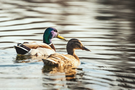 环境 动物 动物群 自然 复制空间 翅膀 池塘 鸭子 绿头鸭