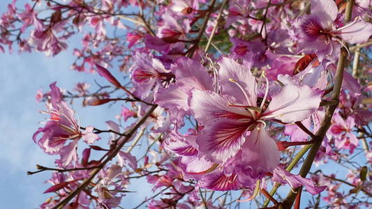 开花 花儿 植物区系 樱花 花瓣 季节 花的 盛开 春天