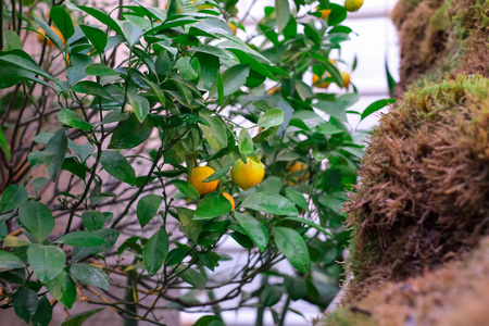 春天 维生素 季节 成长 树林 食物 农场 柑橘 颜色 花园