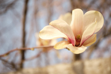 生物学 春天 美丽的 芬芳 盛开 温柔 季节 阳光 分支