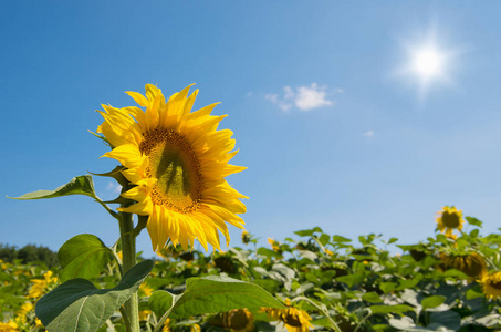 花的 开花 文化 美丽的 盛开 农场 太阳 向日葵 季节