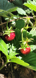 水果 夏天 自然 美味的 春天 草莓 森林 覆盆子 浆果