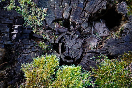 春天 环境 地板 森林 夏天 美丽的 地面 植物区系 树叶