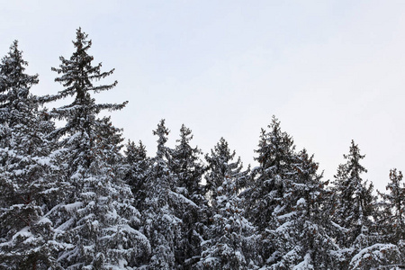 自然 环境 冷杉 降雪 季节 木材 寒冷的 假期 云杉 旅行