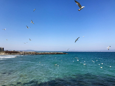 海洋 海的 航班 夏天 空气 翅膀 美女 美丽的 野生动物