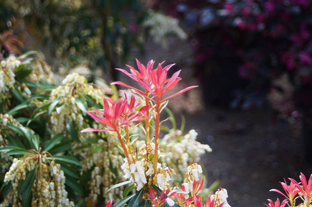 春天 植物区系 开花 盛开 花的 花瓣 颜色 植物学 特写镜头
