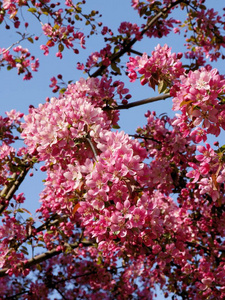 植物区系 开花 季节 花瓣 花园 盛开 春天 粉红色 公园