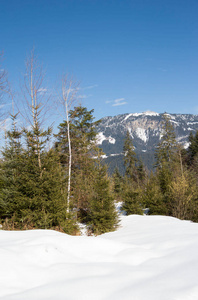 森林 天气 风景 天空 松木 骑自行车 旅游业 自然 奥地利